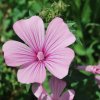 Lavatera trimestris
